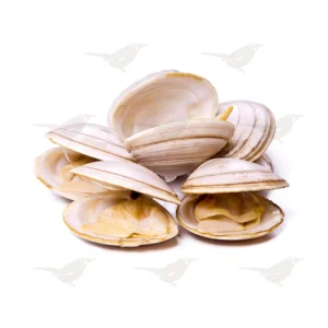 Almeja Blanca  por Kilo